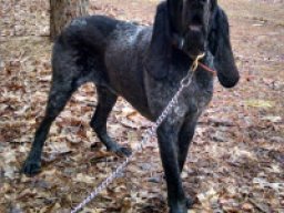 American blue gascon hound